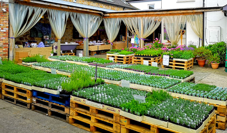 Lavender Festival Kilmacanogue